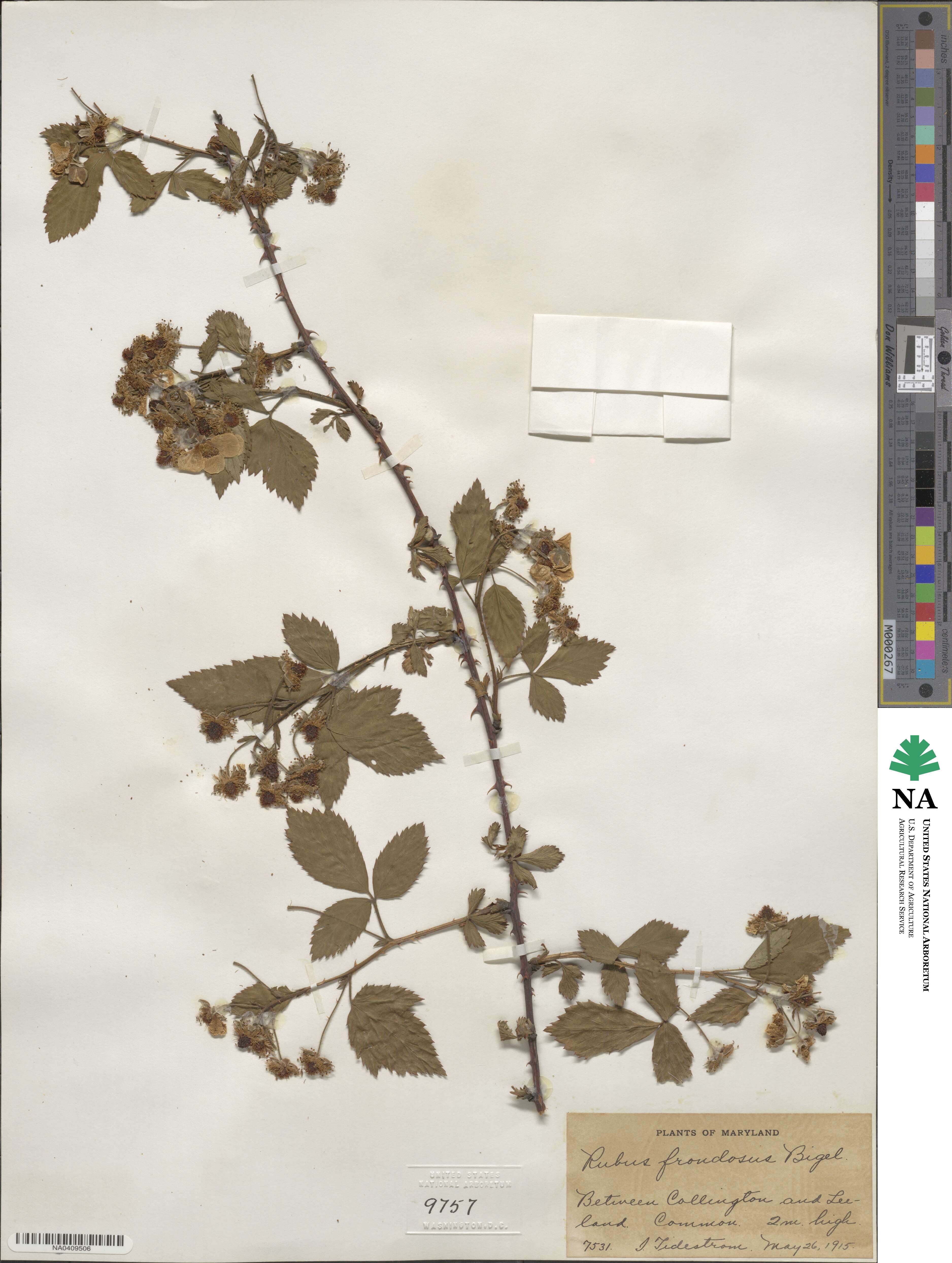 Rubus frondosus image