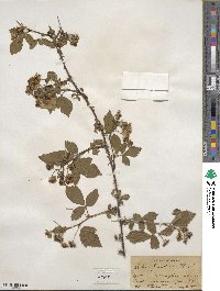 Rubus frondosus image