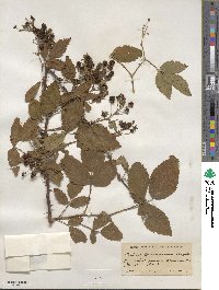 Rubus frondosus image