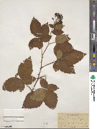 Rubus frondosus image