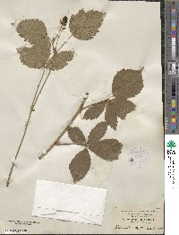 Rubus flagellaris image