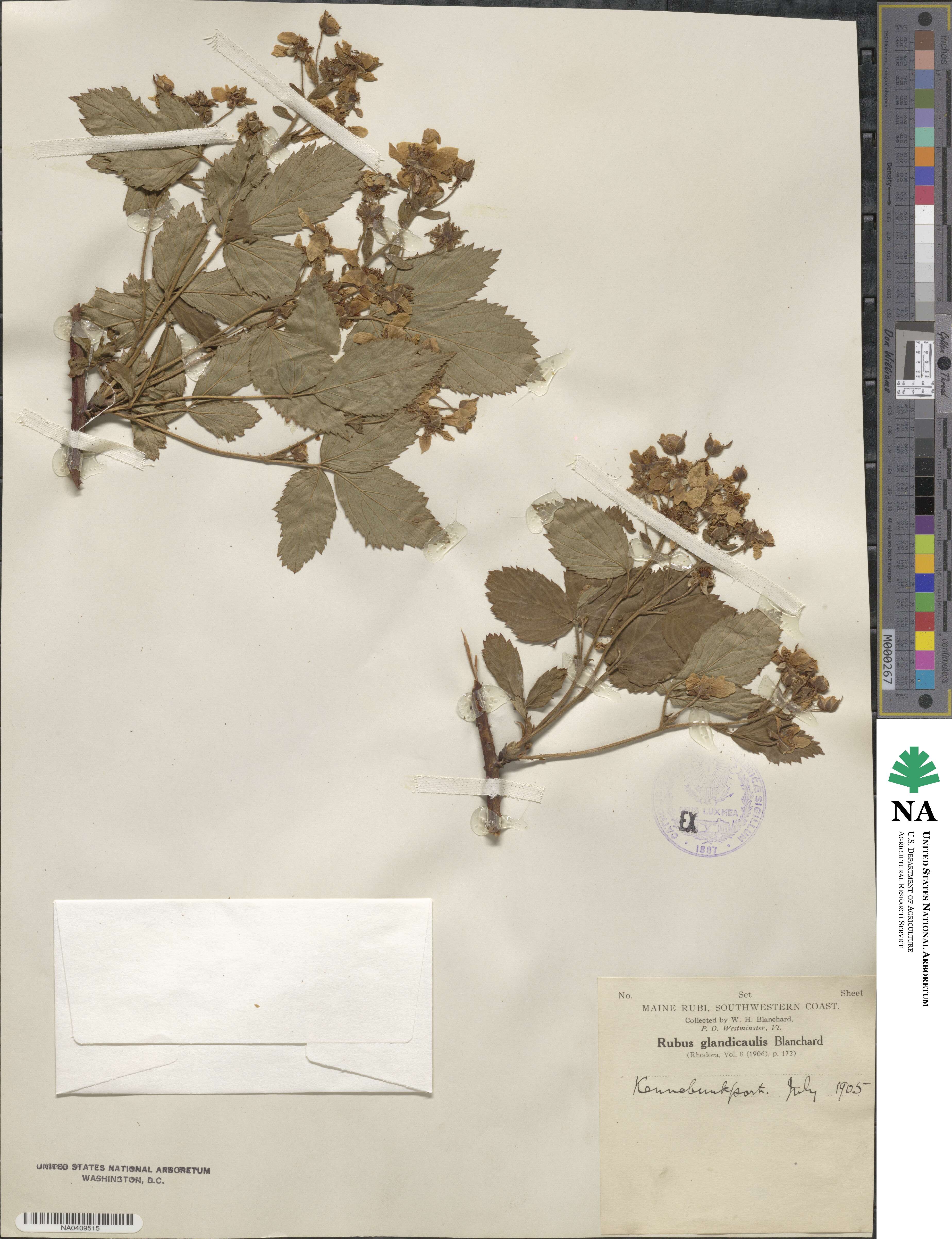 Rubus glandicaulis image