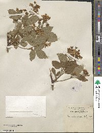 Rubus glandicaulis image