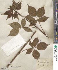 Rubus glandicaulis image