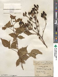 Rubus glandicaulis image