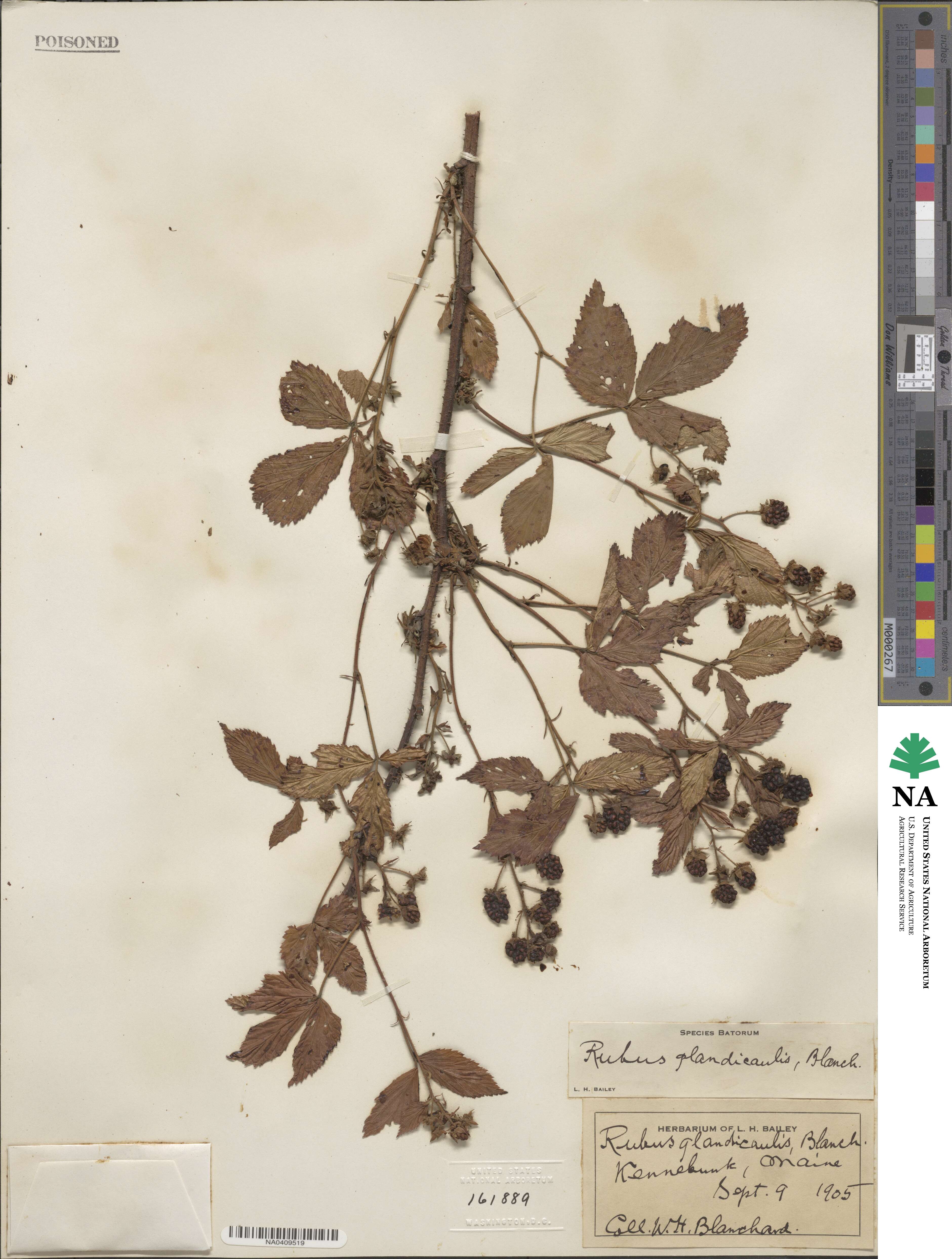 Rubus glandicaulis image