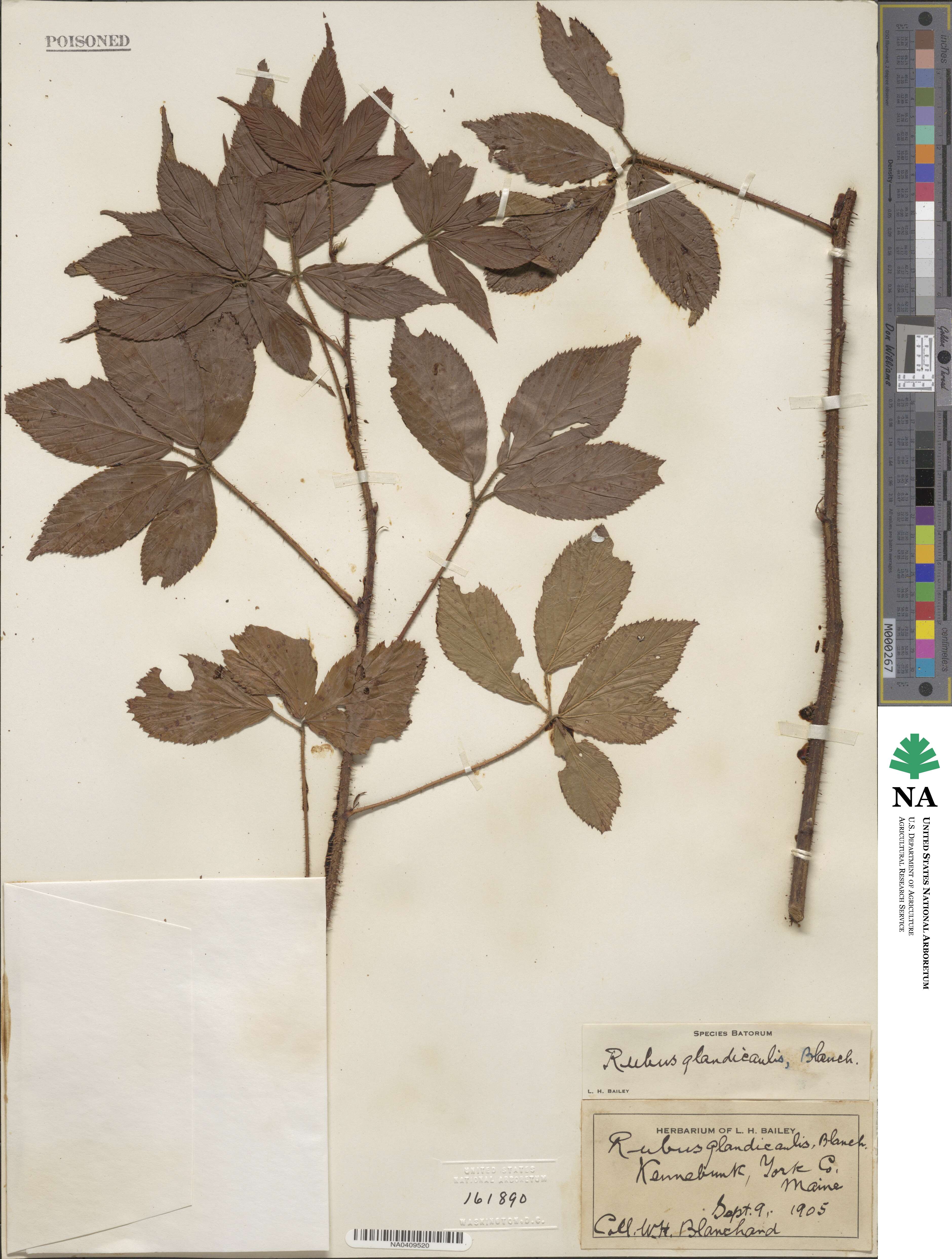 Rubus glandicaulis image