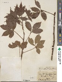 Rubus glandicaulis image