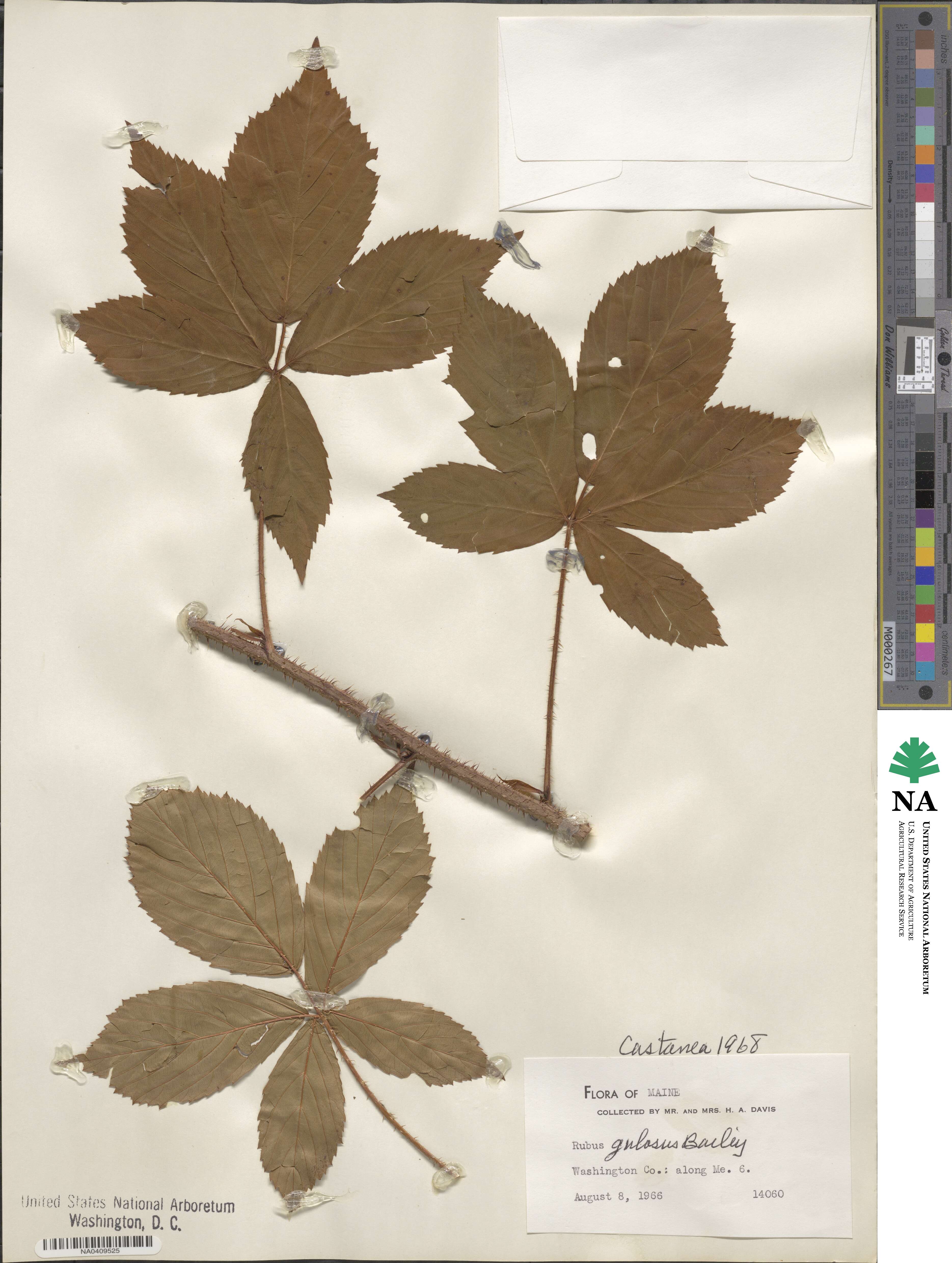 Rubus gulosus image