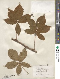 Rubus gulosus image