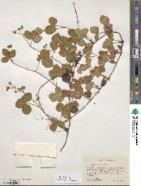 Rubus hispidus image