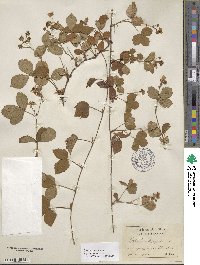 Rubus hispidus image