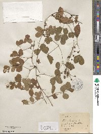 Rubus hispidus image