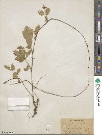 Rubus hispidus image