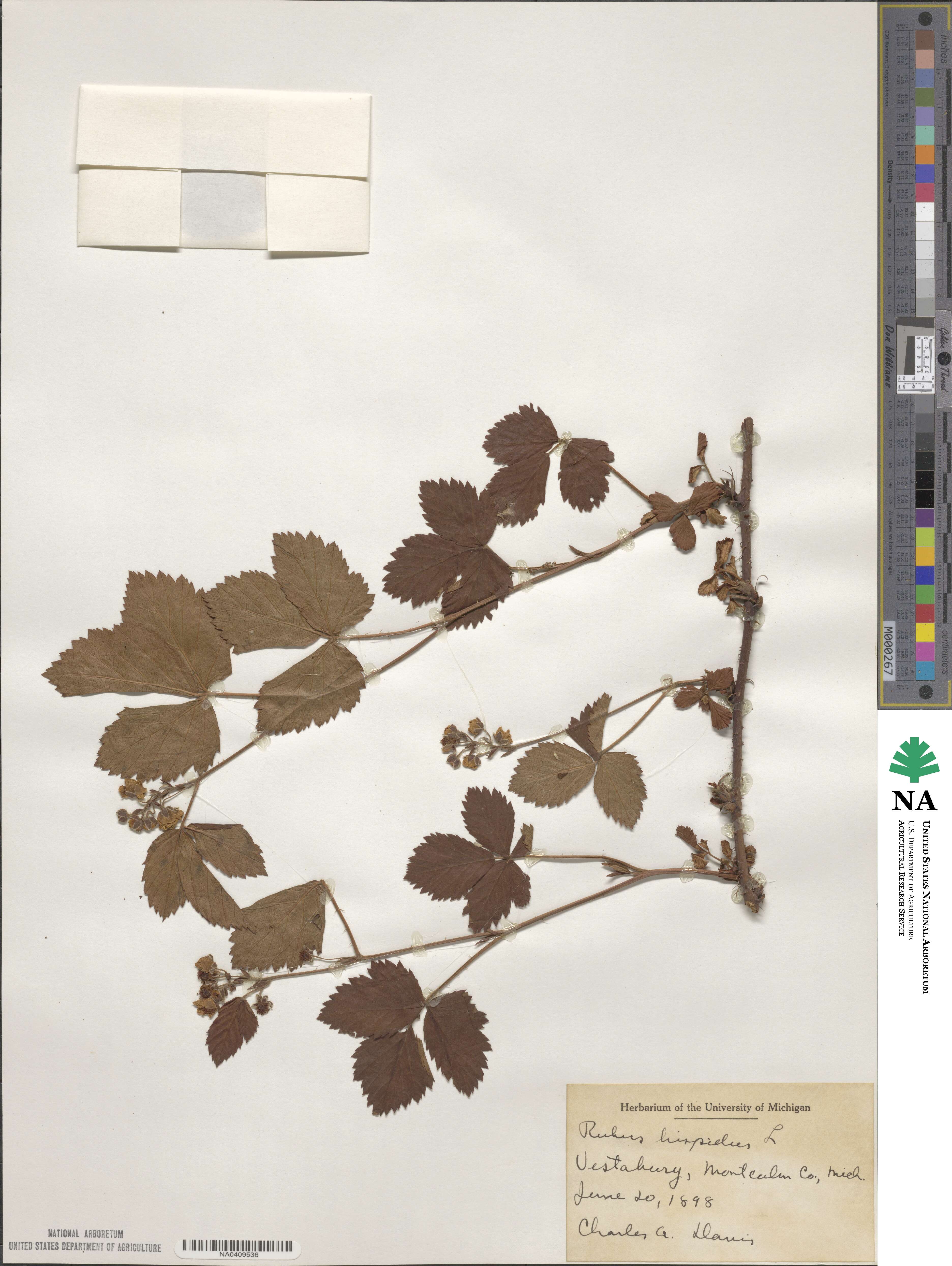 Rubus hispidus image