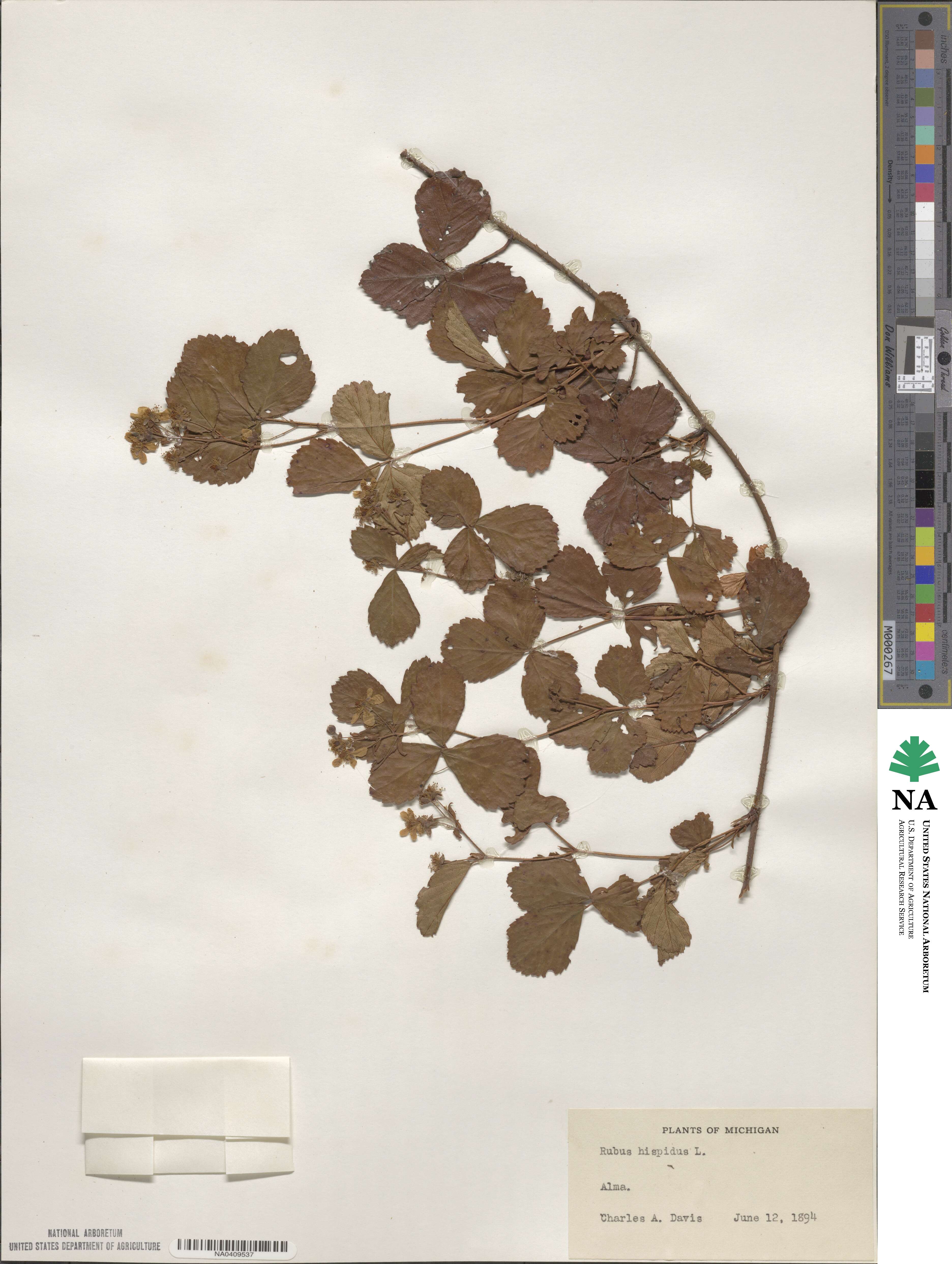 Rubus hispidus image