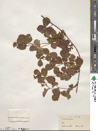 Rubus hispidus image