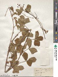 Rubus hispidus image