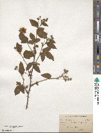 Rubus hispidus image