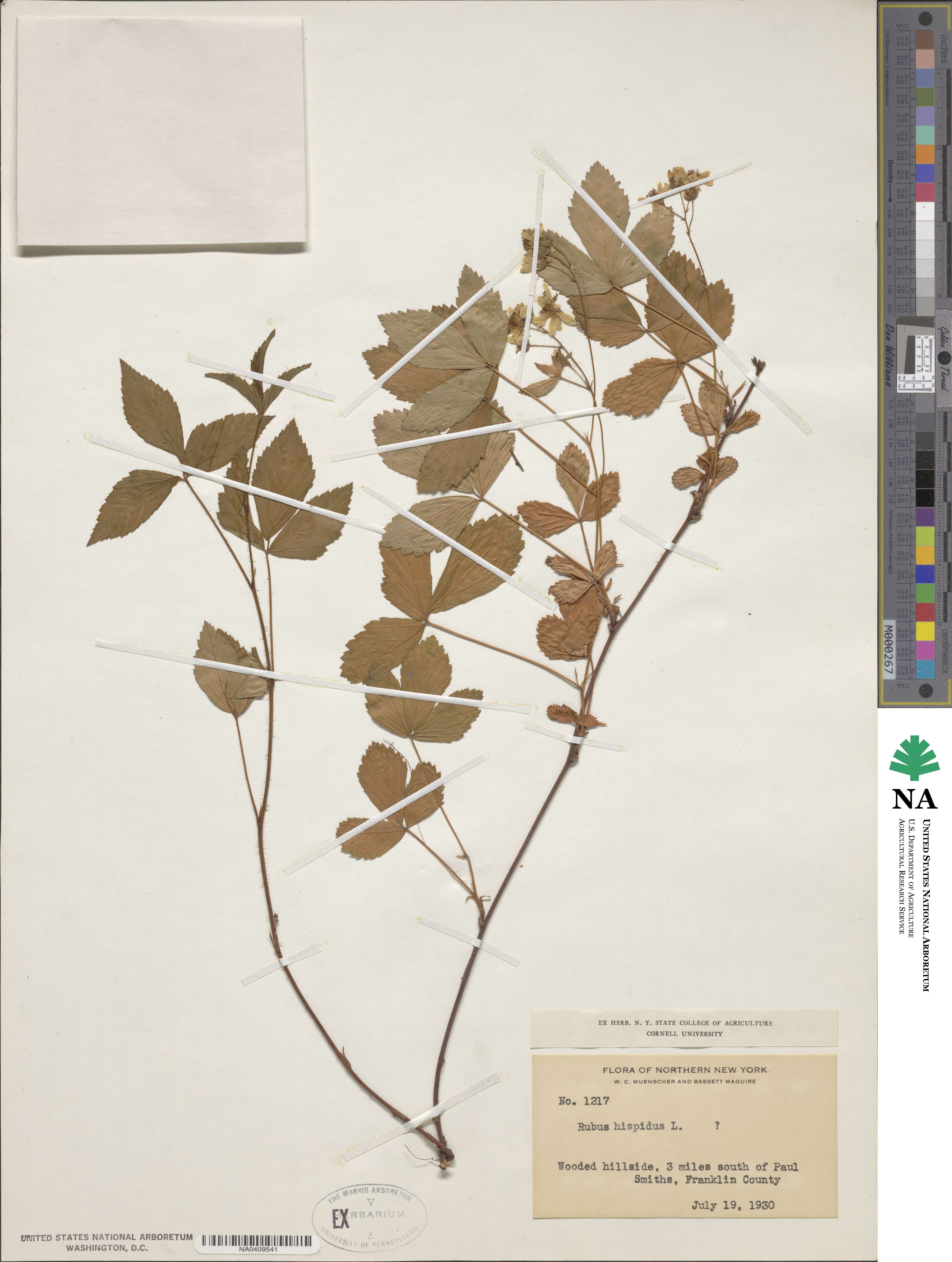 Rubus hispidus image