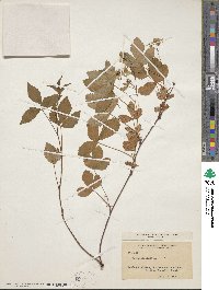 Rubus hispidus image