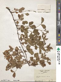 Rubus hispidus image