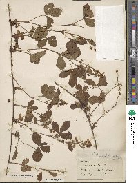 Rubus hispidus image