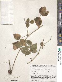 Rubus hispidus image