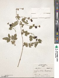 Rubus hispidus image