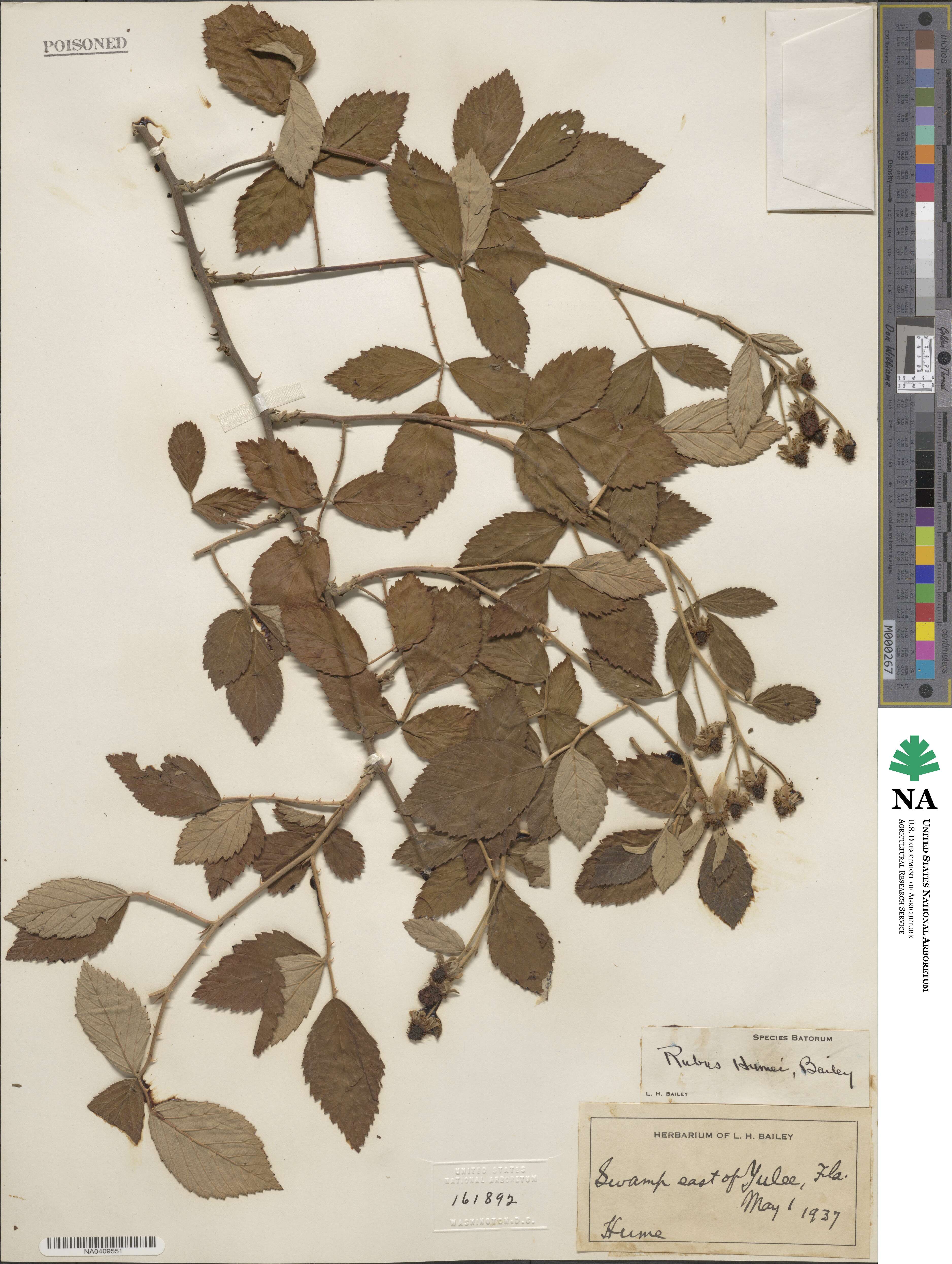 Rubus randolphiorum image