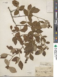 Rubus randolphiorum image