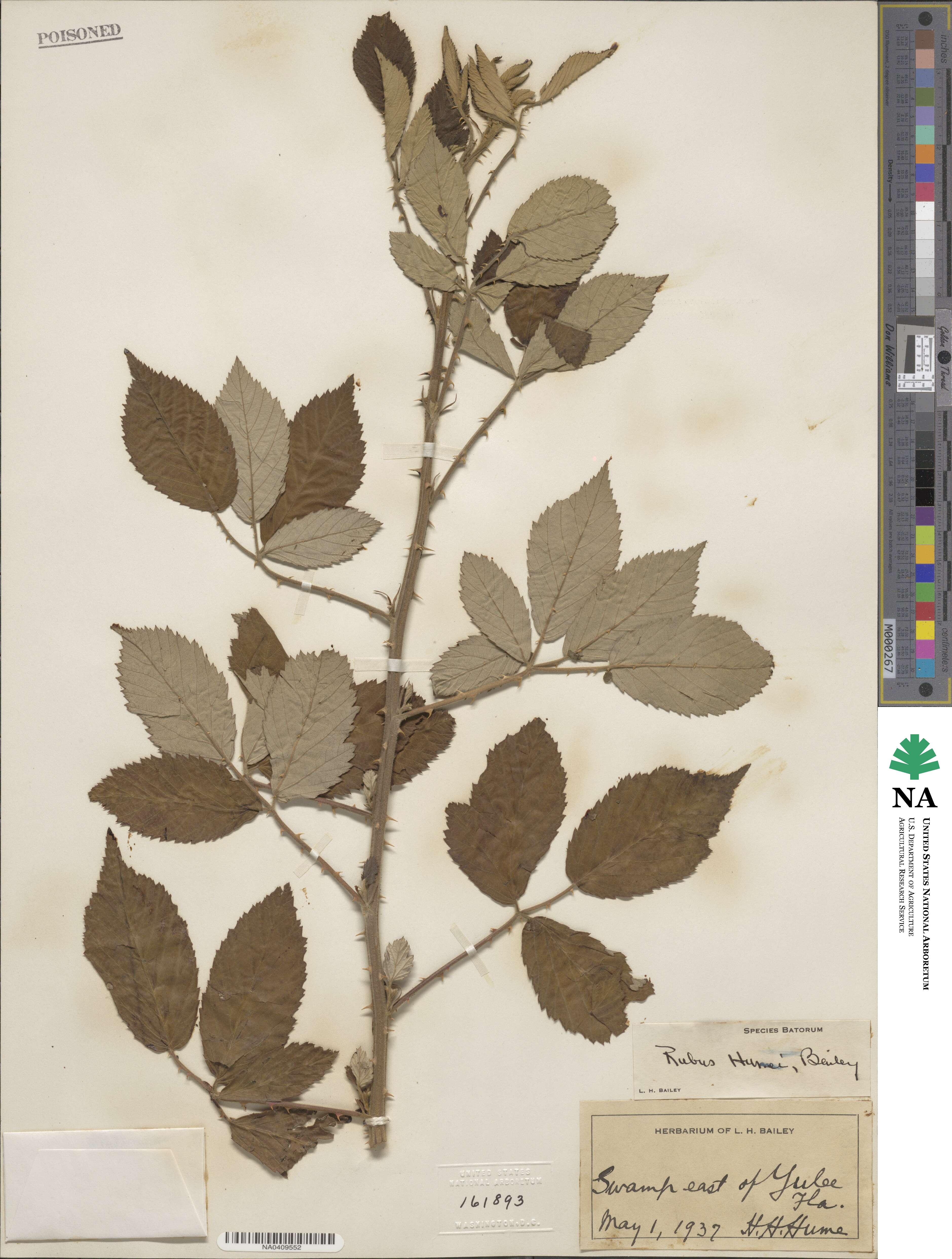 Rubus randolphiorum image