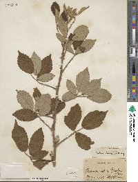 Rubus randolphiorum image