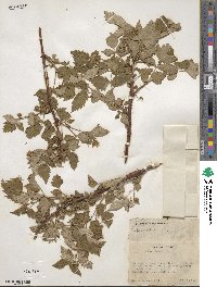 Rubus idaeus image