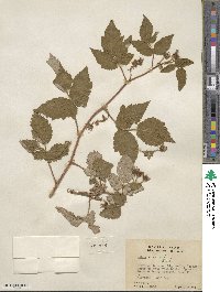 Rubus idaeus image