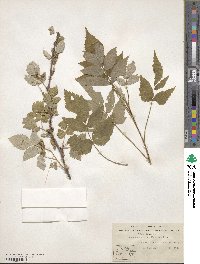 Rubus idaeus image