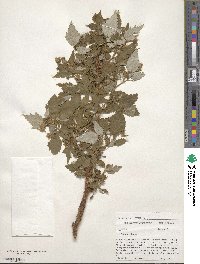 Rubus idaeus image