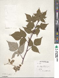 Rubus idaeus image