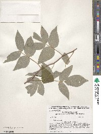 Rubus idaeus image