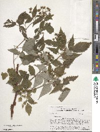 Rubus idaeus image