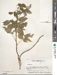 Rubus idaeus image