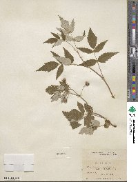 Rubus idaeus image