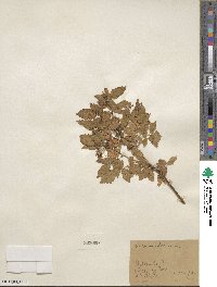 Rubus idaeus image