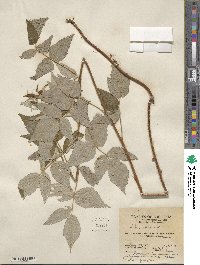 Rubus idaeus image