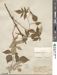 Rubus idaeus image