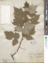 Rubus idaeus image