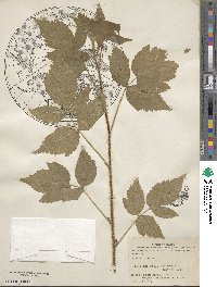 Rubus idaeus image