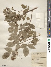 Rubus idaeus image