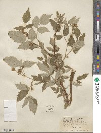 Rubus idaeus image