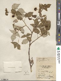 Rubus idaeus image